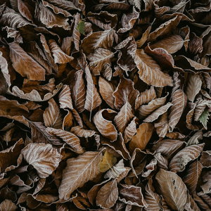Frosted Leaves