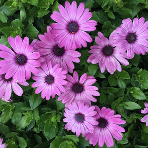 흰색 과꽃 China Aster