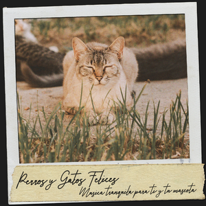 Relajación lúdica para mascotas