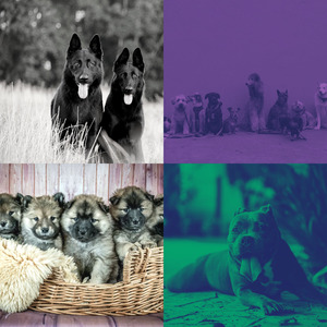 微妙的幼犬心情