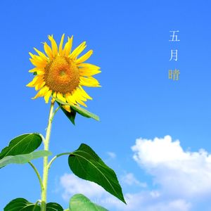五月晴