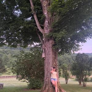 Maple Tree