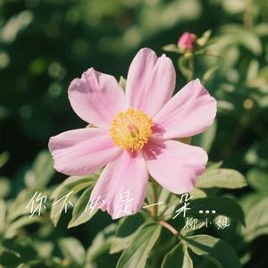 你不必是一朵花 (柳小姐 Remix)