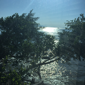 《微风中的影子》