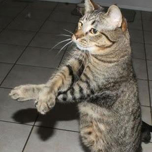 Gangnam Style x Give Me Everything