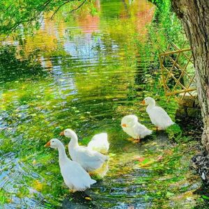 潮汐私语（钢琴曲）