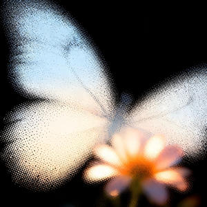 为什么说智者不入爱河