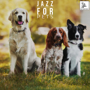 Pain Releif For Dogs