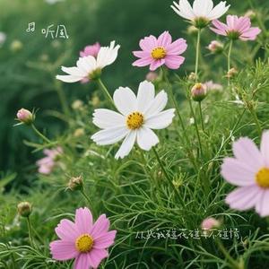 从此我碰花碰草不碰情