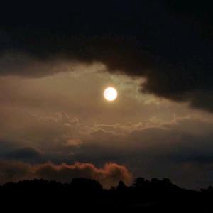 马（翻自 福禄寿FloruitShow）