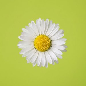 Daisy