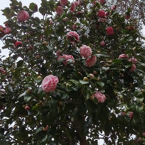 心痛回忆