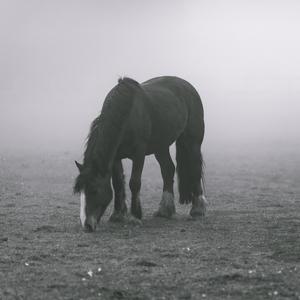 黑马白用【FreeBeat】