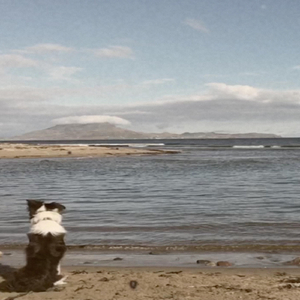 Songbirds (Acoustic Version)