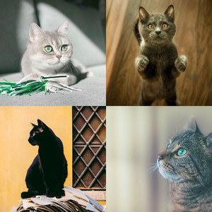 温和小猫梦想