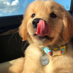 Eliauk-Guitar Type（speed up）（澜兰 remix）