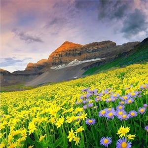 《心中的女神》