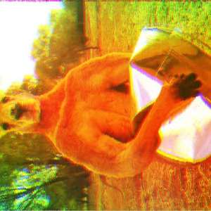 悲伤的袋鼠拳击手