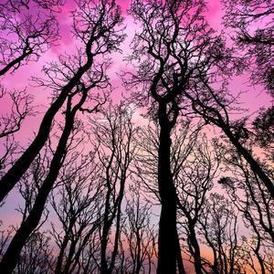 【Free】silence （Trap Beat）