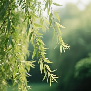 清风拂柳醉流年