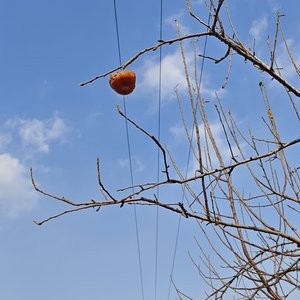 小瓜小瓜