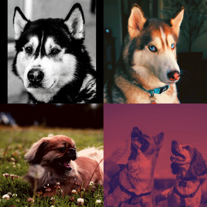 柔和的训练犬时刻