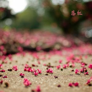 缓缓摇曳 (琵琶版)