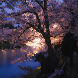 花月一梦