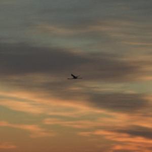 Nik La Hess (feat. Cheb Solo)