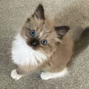 Down for Me (slowed)