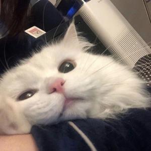 屿月