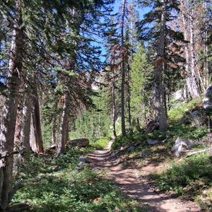 intentionally stupid