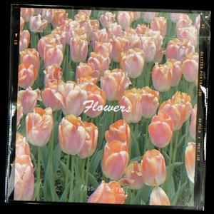 Free Emotional Pop Piano Type Beat - "Flowers"