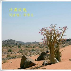 沙漠里的玫瑰 伴奏
