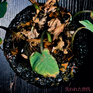失われた世代