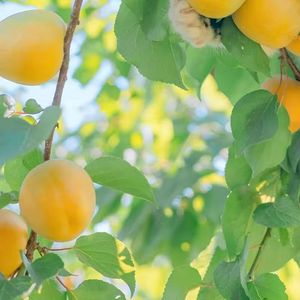 金黄的橙子 伴奏