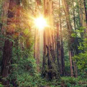 Soft Piano and Ambient Sounds For Stress Relief And Deep Rest