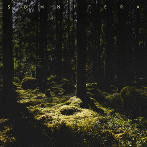 Forest Light