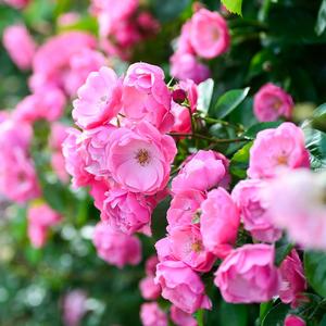 轻音乐SPA（放松纯音乐）