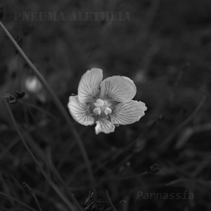 Parnassia