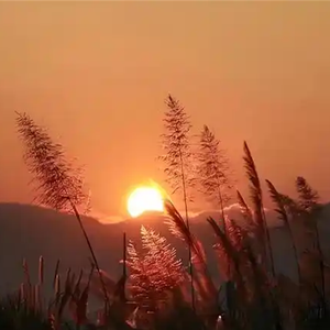 苦茶子 (剪辑版)