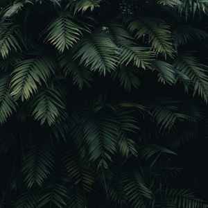 Daylight
