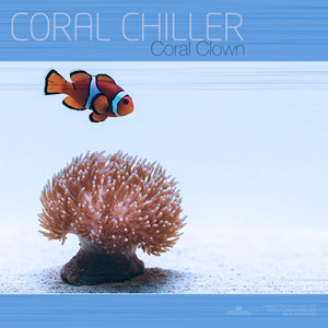 Coral Clown
