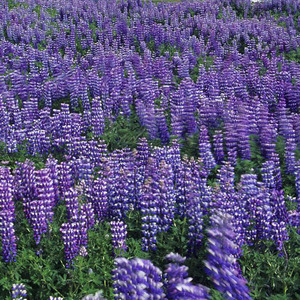 油菜花开的季节