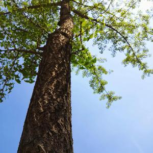 写给重庆的孩子