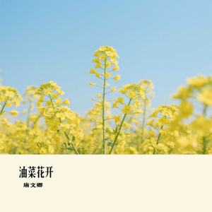 油菜花开