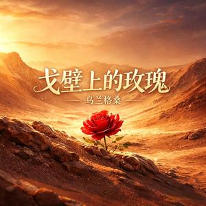 戈壁上的玫瑰