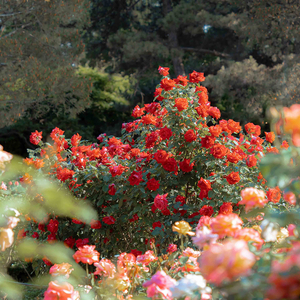 一生所爱（钢琴版）