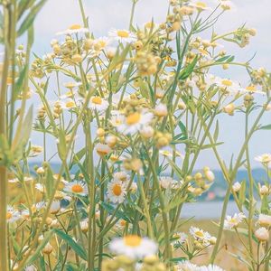 表达你的真心-整曲