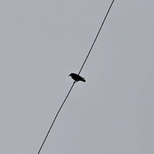 Like Bird (prod.by Morrow)